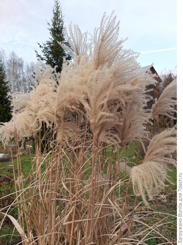 Вот такими обычно уходят в зиму
