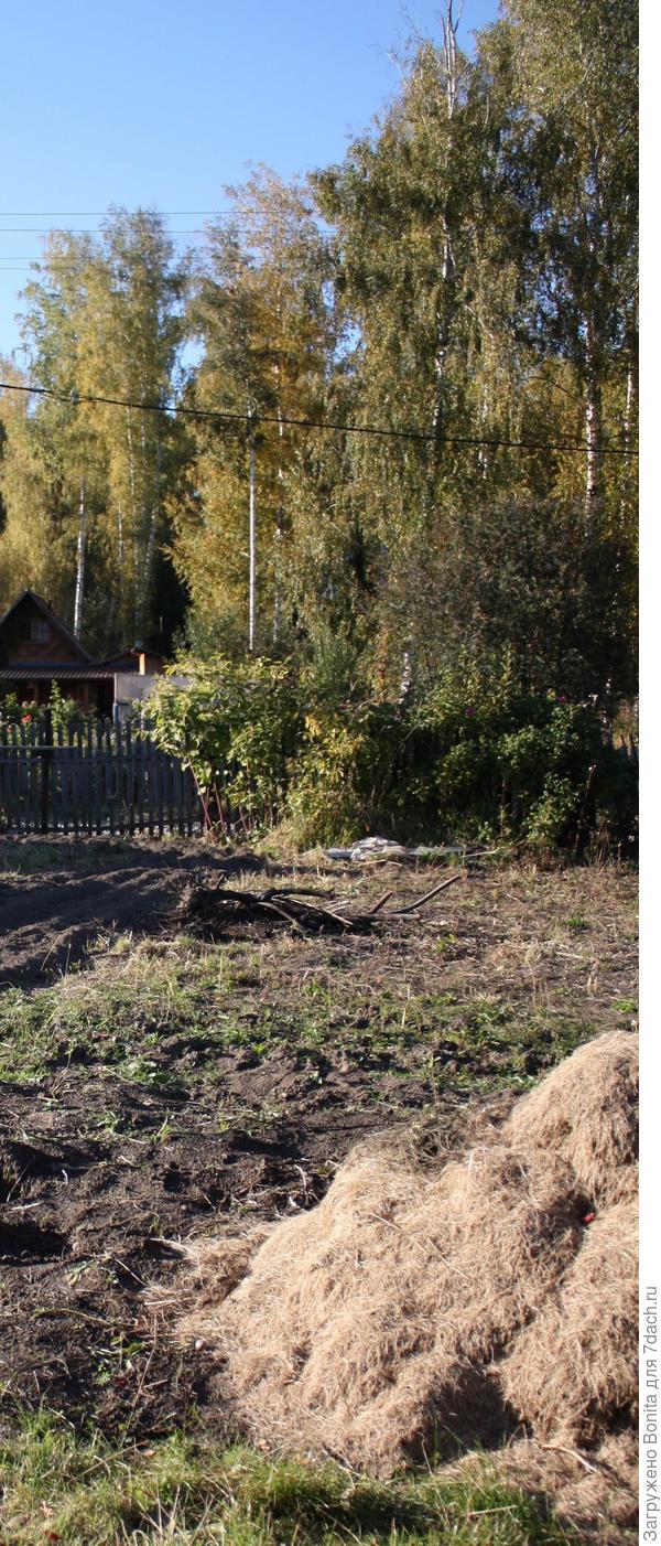 Здесь видна куча этой травы после вычесывания всего лишь сотки газона.