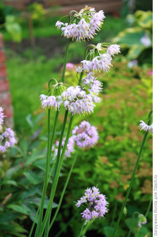 Мой лук склоненный