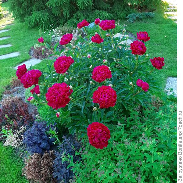 Тот же день, закатное солнце, они в тени ели.