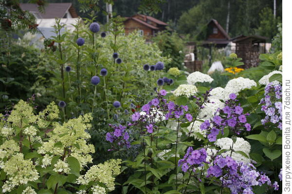 В компании друг с другом, с флоксами и гортензией