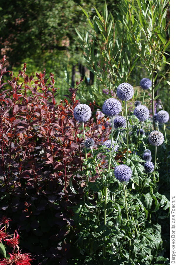 С барбарисом и монардой (чуть видна слева внизу))