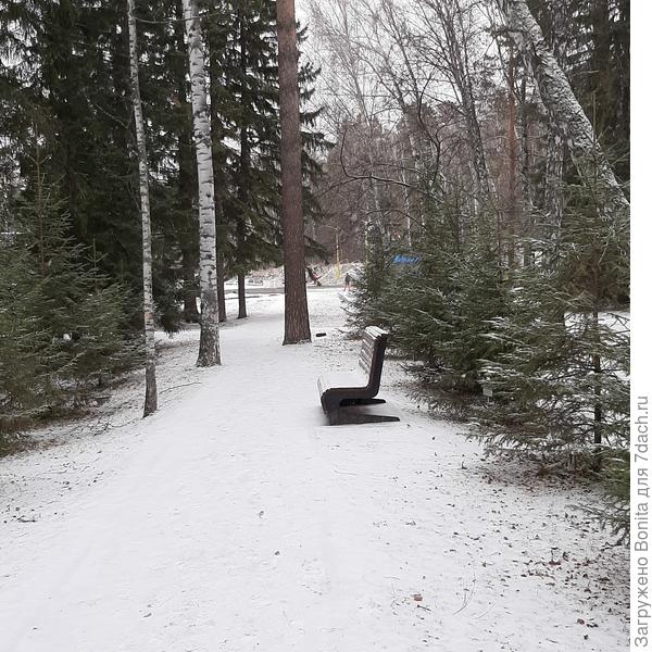 Аллея памяти бывших малолетних узникоф фашистких концлагерей. Елочки посажены по личной инициативе конкретных людей, возле каждой табличка.