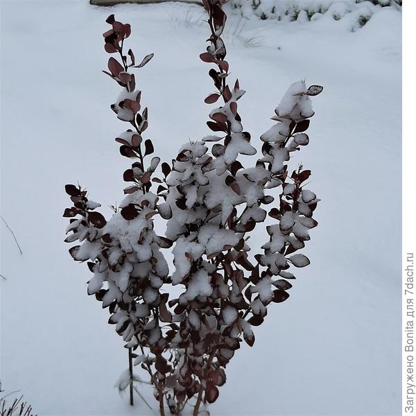 Барбарис решил остаться в листве