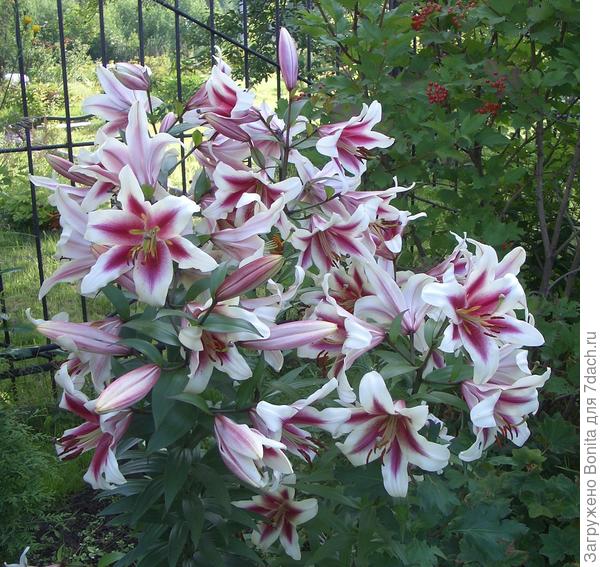 GARDEN PLEASURE (Рassionale)