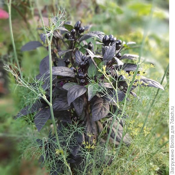 Выращивала в горшке