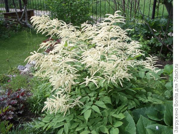 Волжанка двудомная