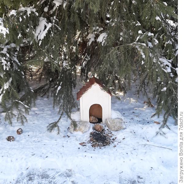 Оставили белке угощение