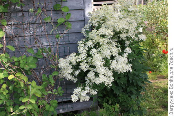 Этот чуть больше метра