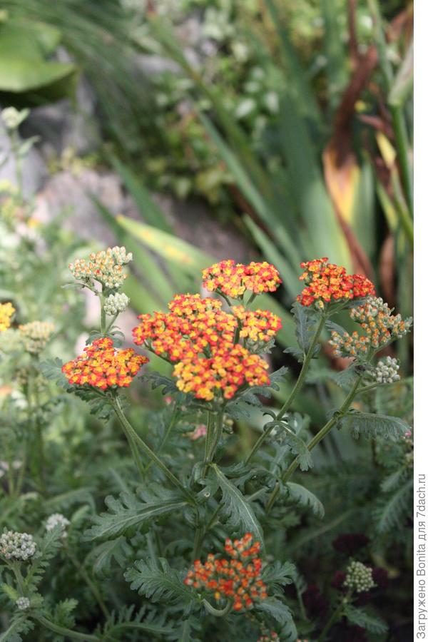 Tutti Frutti Apricot Delight, 2015г.