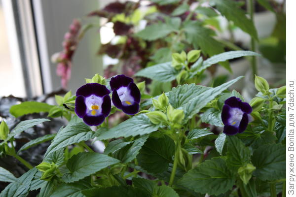 цветочек, смотрится таким же бархатистым, как у глоксинии