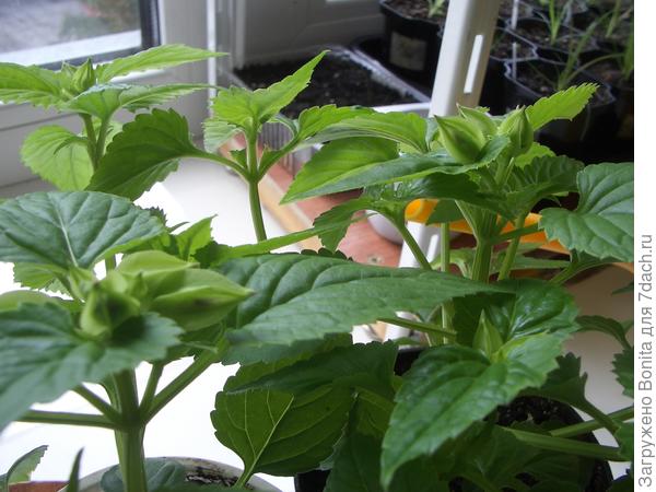 Торения 21.04.2015