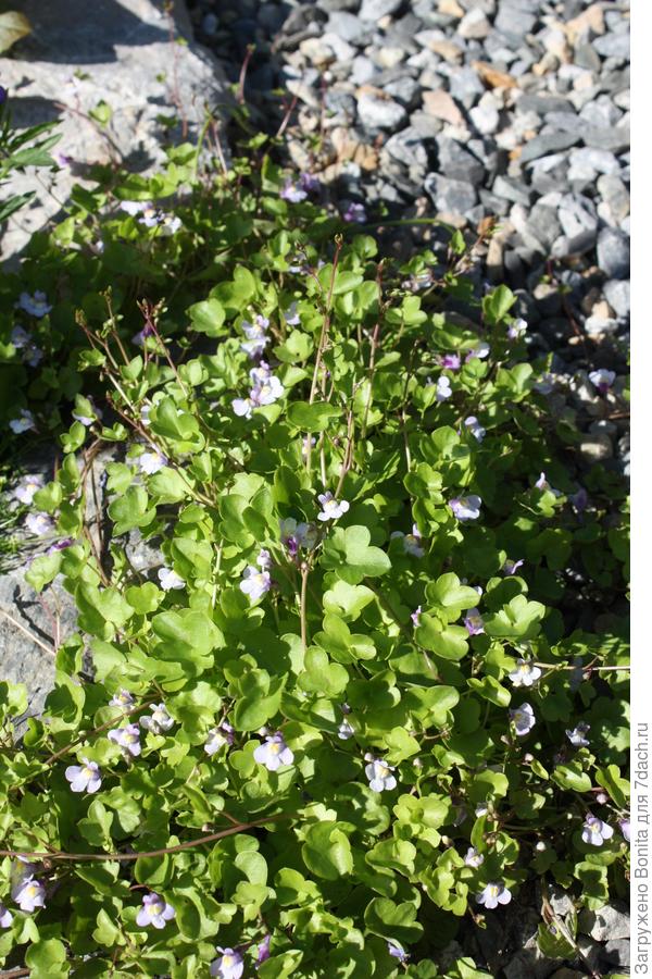 Цимбалярия