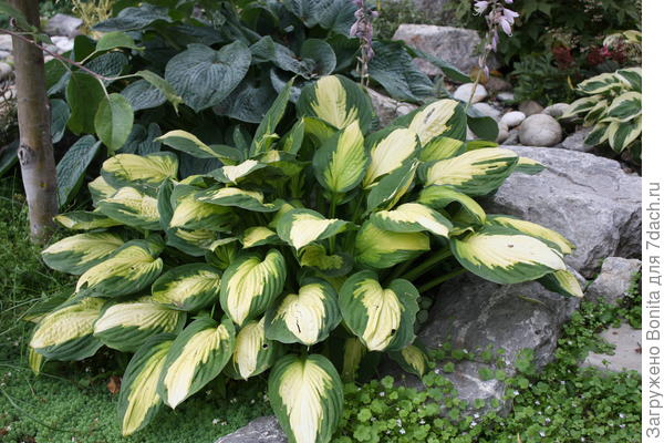 Внизу, правее хосты