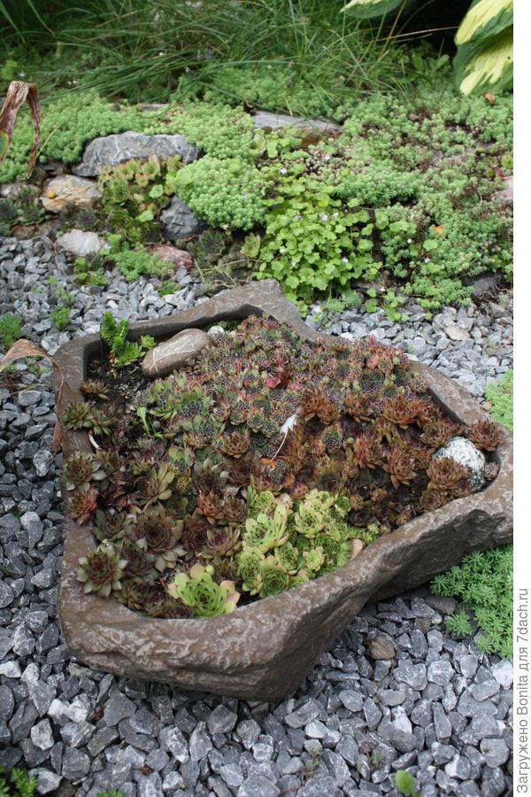 Здесь по центру в камнях, сразу за вазоном