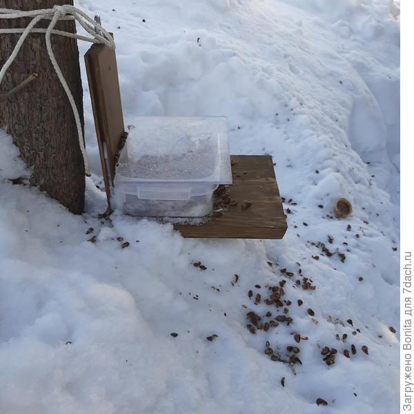 Еще одна новая кормушка для белки. Пока просто привязали её к иве. Эту сделали с крышкой, чтобы не заметало снегом, и орехи не растаскивали сороки. Закладываем туда кедровые орехи и шишки, а также половинки грецких орехов. Окалось, что если положить целый орех, она его закапывает в сугробе, но потом не находит. Белочка быстро научилась крышку поднимать, достает угощение. Весной в этом месте будет много мульчи ))
