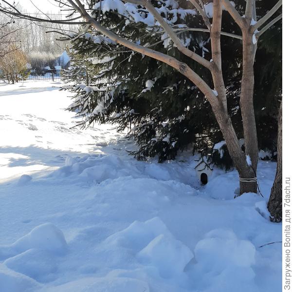 Всюду белкины следы. В домик насыпаем семечек для синичек.