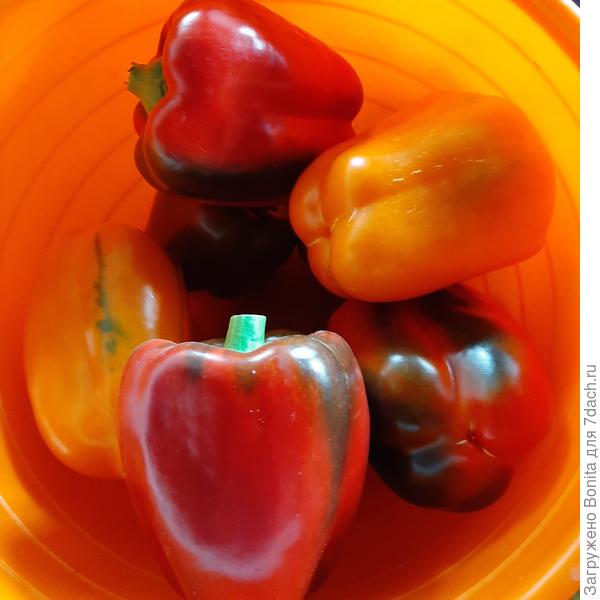 Красные на фото этот сорт.