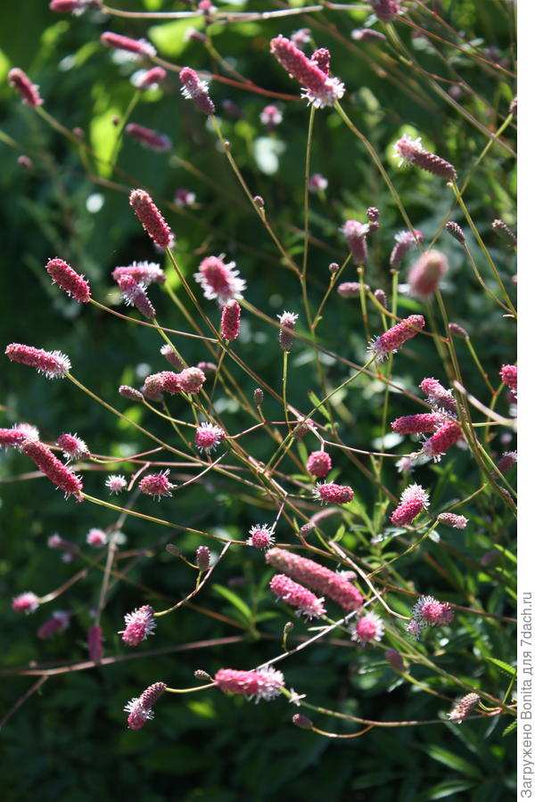 Пинк Танна  (Sanguisorba officinalis Pink Tanna)