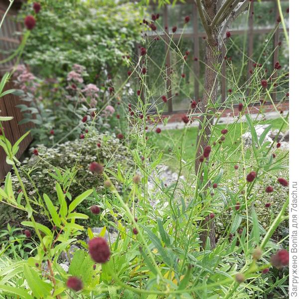 Танна (Sanguisorba officinalis Tanna)