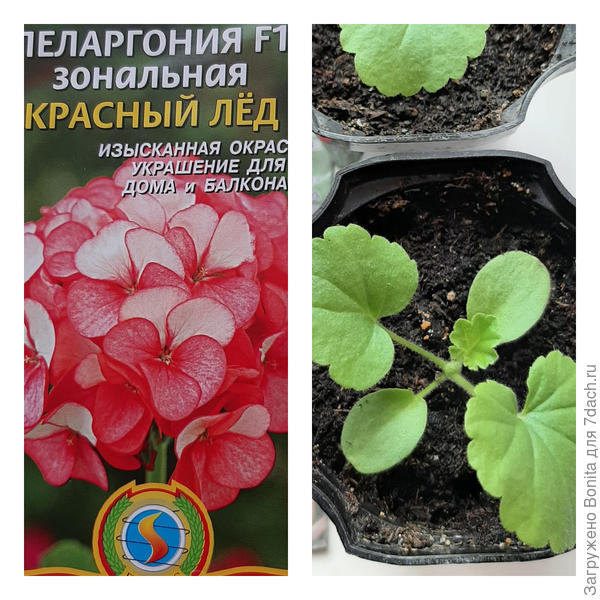 Эта тоже биколор, интересно окрашена