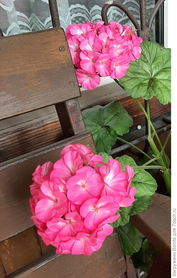 Вот она в прошлом году, с белой звездочкой внутри цветка