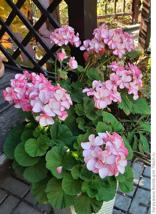 Вот она в прошлом году, сама нежность, понравилась, решила повторить