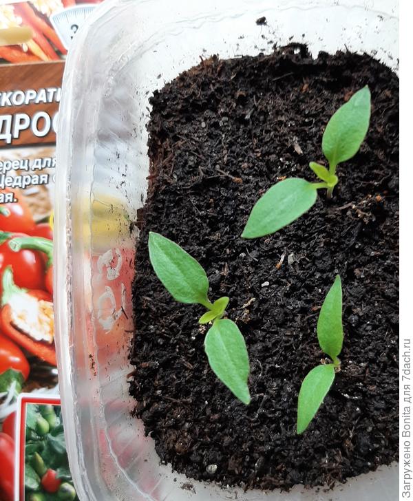 а эти живчики, вылезли дружно