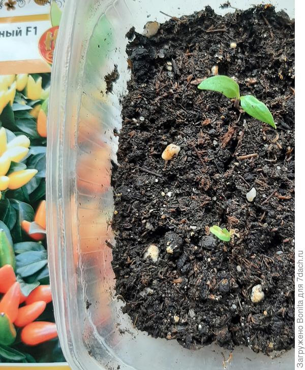 Внизу уродец, хорошо, что хоть еще один вылез, не хотелось бы потерять совсем