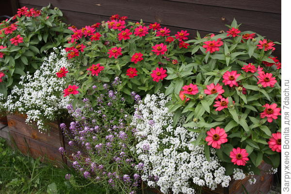 Цинния Профьюжен Вишня