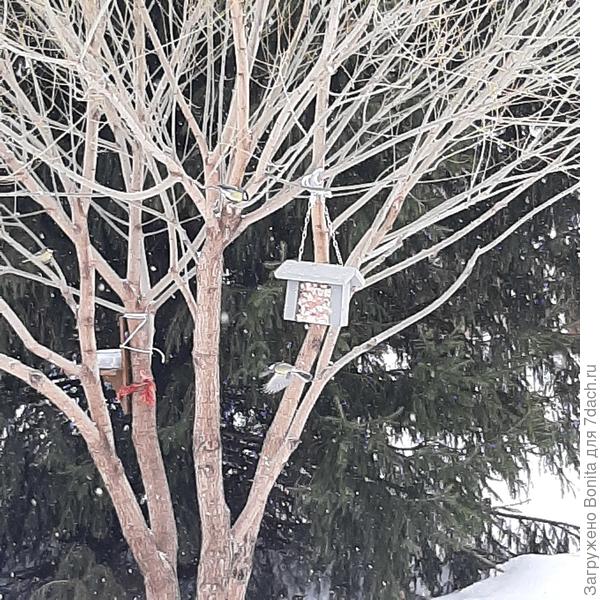 Отгоняют друг друга. Качество фото не очень, не дают подойти ближе