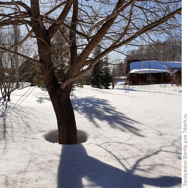 Весенние проталины вокруг ивы