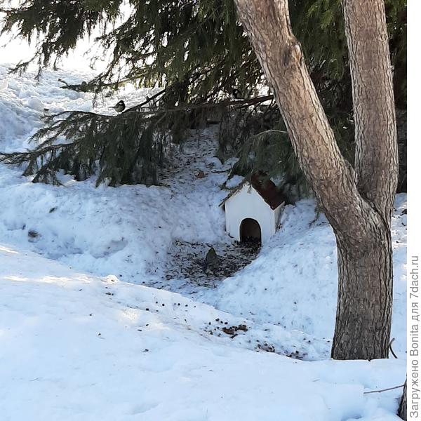 Синицы ждут семечек, узнают, когда приезжаем, сразу слетаются, начинают суетиться и требовательно чирикать)))