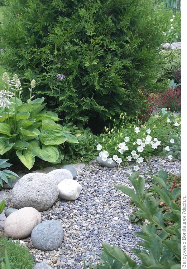 Тот самый сухой ручей. Камни с Алтая привезли друзья.