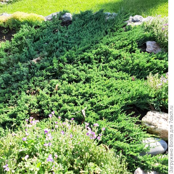 В 2022г. Разросся на всю площадку, начал свешиваться .