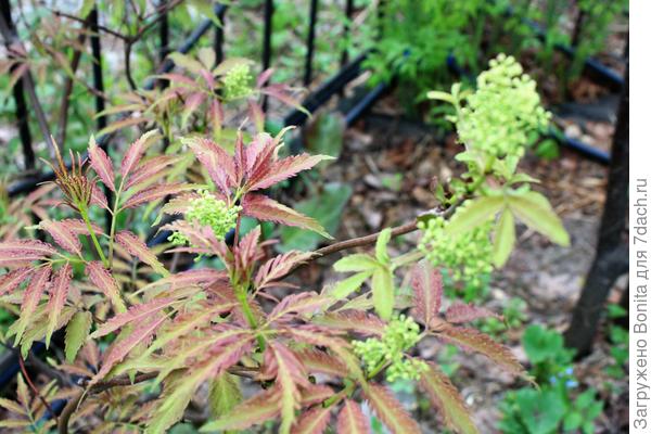 Моя приобреталась как Plumosa Aurea canadensis