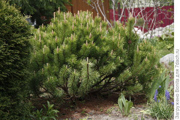 Это самая старая (с 2010г. в саду). Приобреталась просто как горная