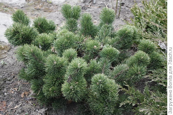 Pinus mugo Jacobsen