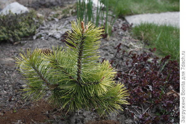 Pinus mugo Zundert