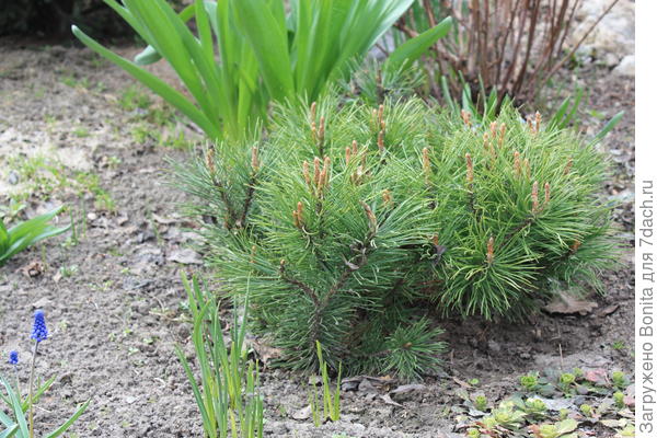 Pinus mugo Pumilio