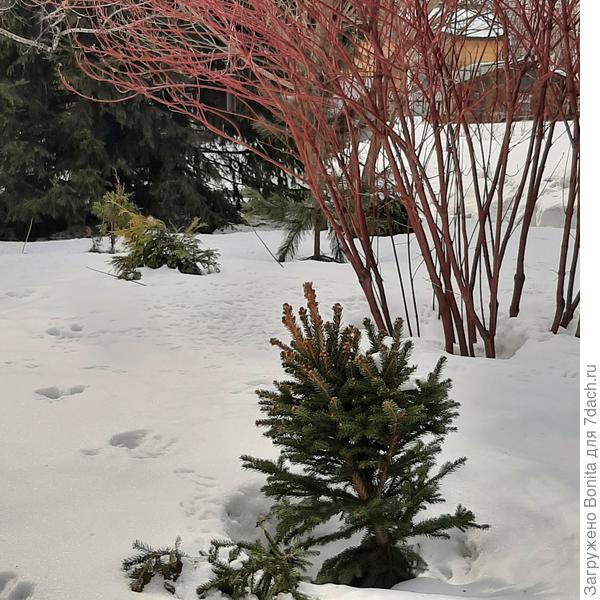 Беличьи следы