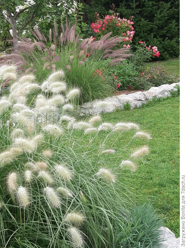 Можно сравнить - совершенно разные колосья