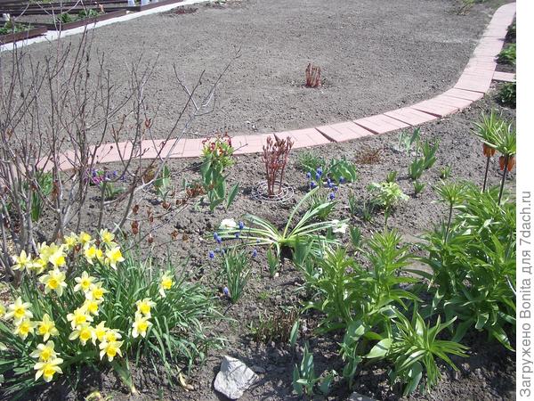 Засеяли в мае 2010г.