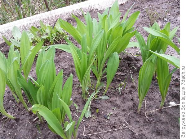 Плантация )) на задворках растет