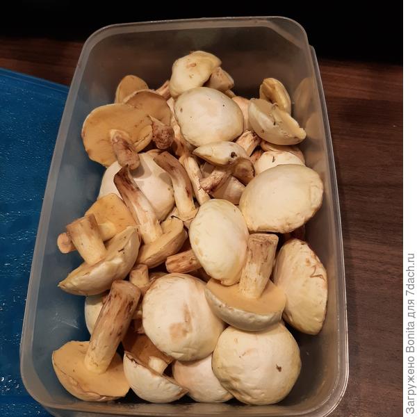 Это в прошлом году - уже почищнные маслята