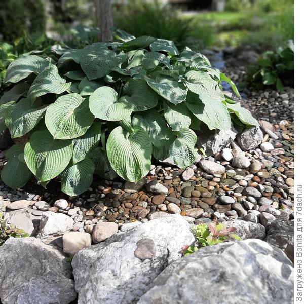 Хоста закрывает противоположный берег ручья