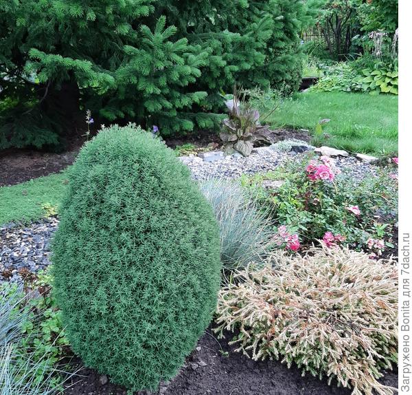 Туи Тедди и Голден Таффет, тоже карлики