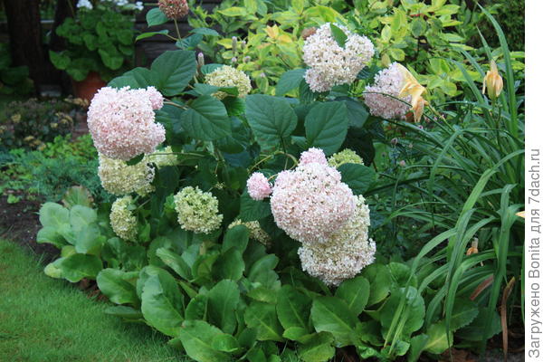После ночного дождя склонились шапки древовидной гортензии Пинк Анабель