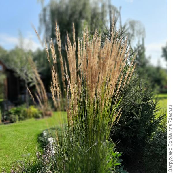 Вейник остроцветковый