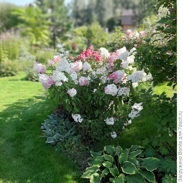 Ванил фр уже розовеет